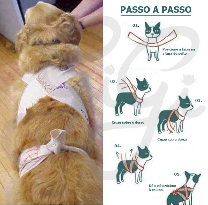 tecnica_cao_sossolteiros_04